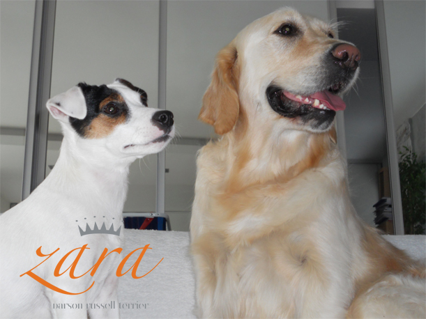 Zara a Kiara - Parson Russell Terrier a Zlatý retriever